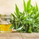 CBD oleje, CBG oleje