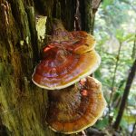 Huba Reishi