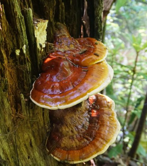 Huba Reishi