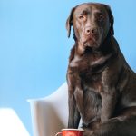 labrador
