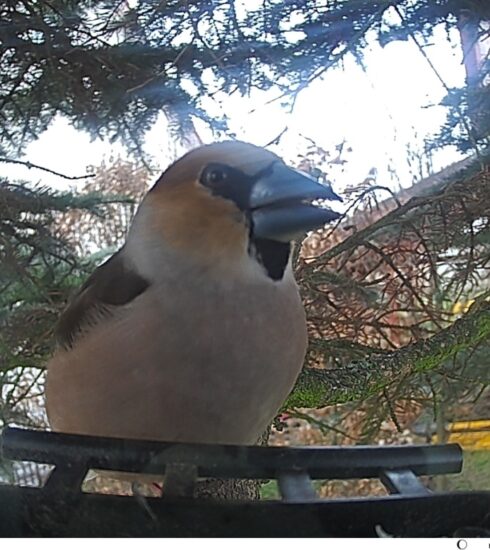 Fotopasca Evolveo StrongVision BirdFeeder, recenzia
