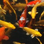 Koi kapor, Superzoo