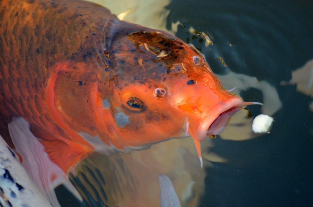 Koi kapor, Superzoo