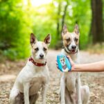 Superzoo kamienkovanie